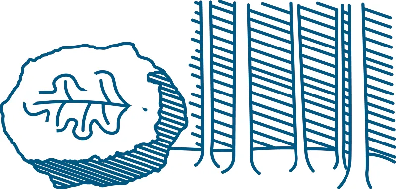 Pictogramme paléo-environnement