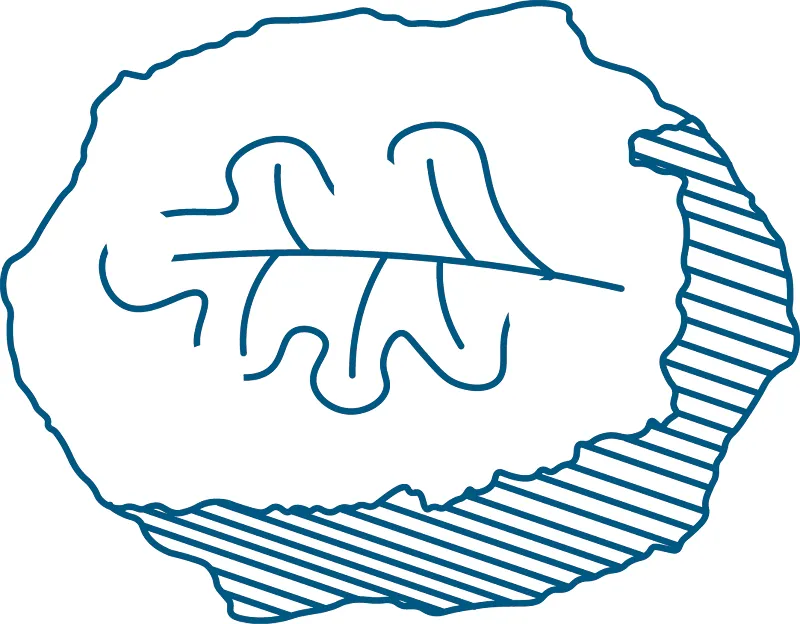 Pictogramme paléo-environnement